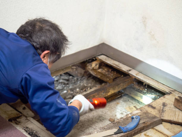 Best Black Mold Removal  in Forestville, CA