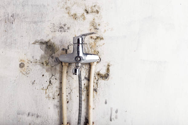 Best Mold Removal and Inspection  in Forestville, CA