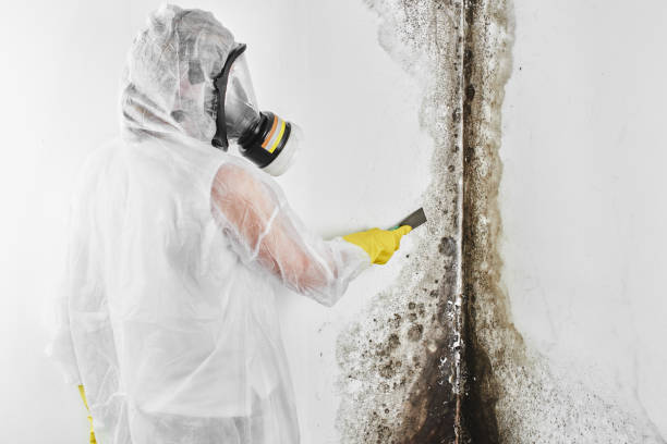 Best Emergency Mold Removal  in Forestville, CA
