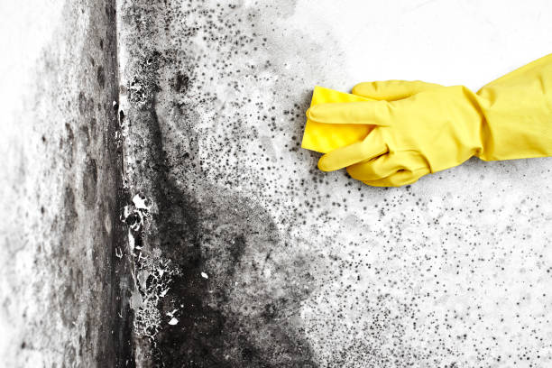 Best Mold Removal Company Near Me  in Forestville, CA