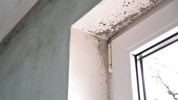 Best Commercial Mold Removal  in Forestville, CA