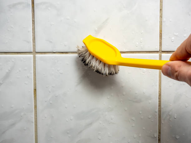 Best Professional Mold Removal  in Forestville, CA