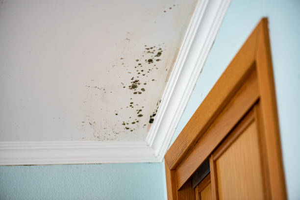 Best Local Mold Removal Service  in Forestville, CA