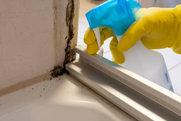 Best Attic Mold Removal  in Forestville, CA