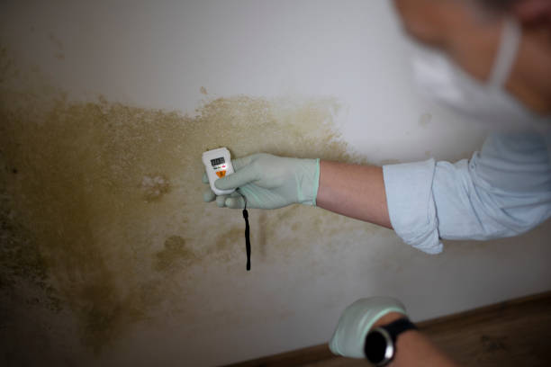 Forestville, CA Mold Removal Company