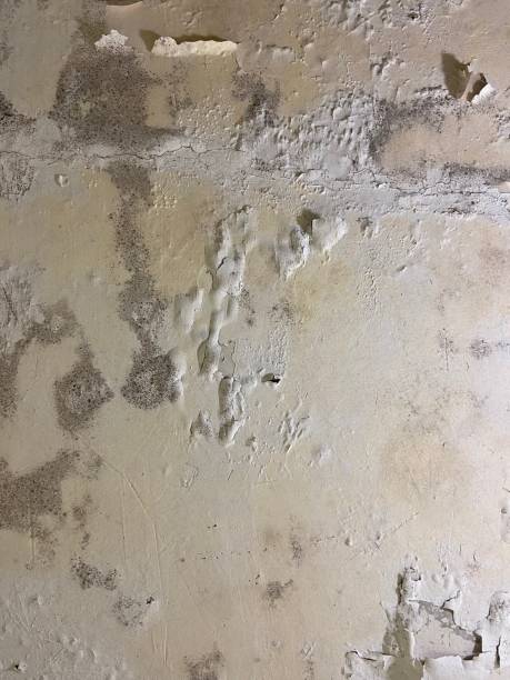 Best Mold Cleaning Services  in Forestville, CA