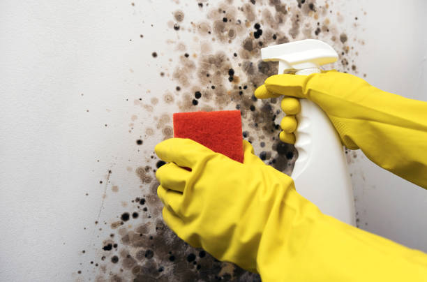Mold Removal and Inspection in Forestville, CA