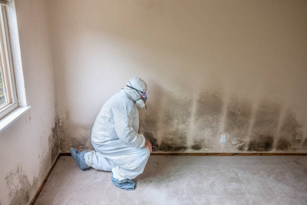 Best Best Mold Removal Companies  in Forestville, CA