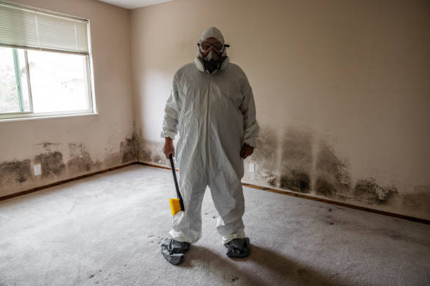 Best Mold Inspection  in Forestville, CA