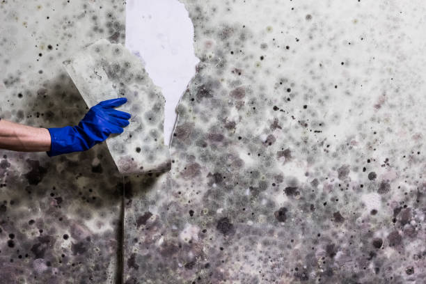 Best Fast Mold Removal  in Forestville, CA