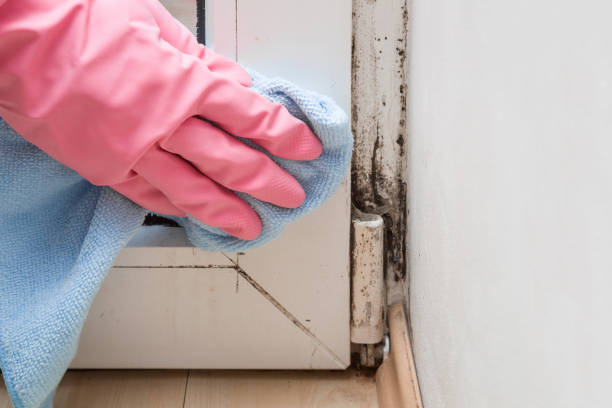 Best Crawl Space Mold Removal  in Forestville, CA