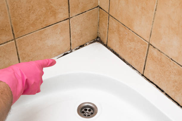 Best Home Mold Removal  in Forestville, CA